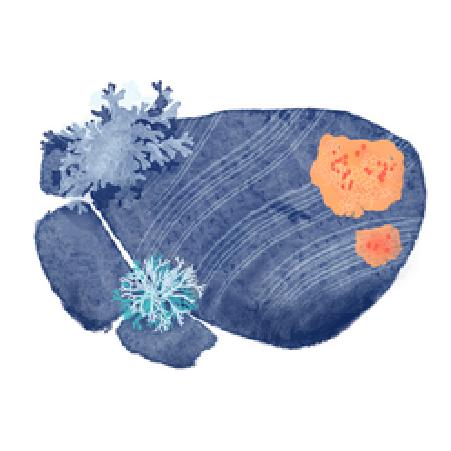 lichens