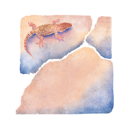 Geckos