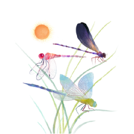 Libellules