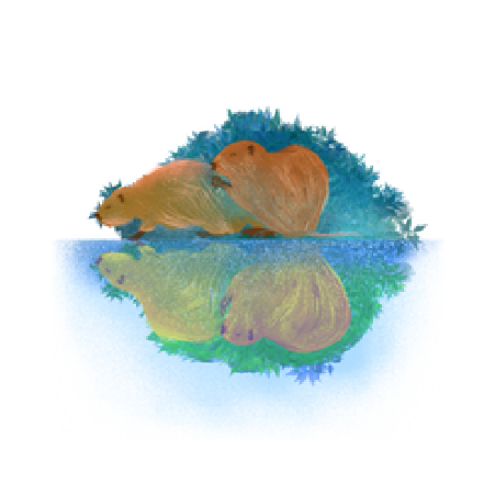 Ragondins