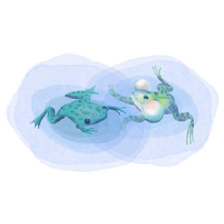 grenouilles