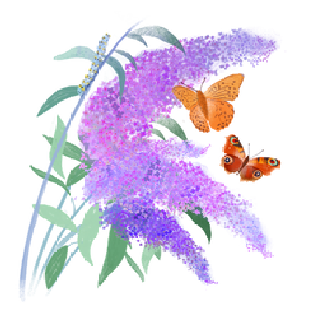 Buddleias